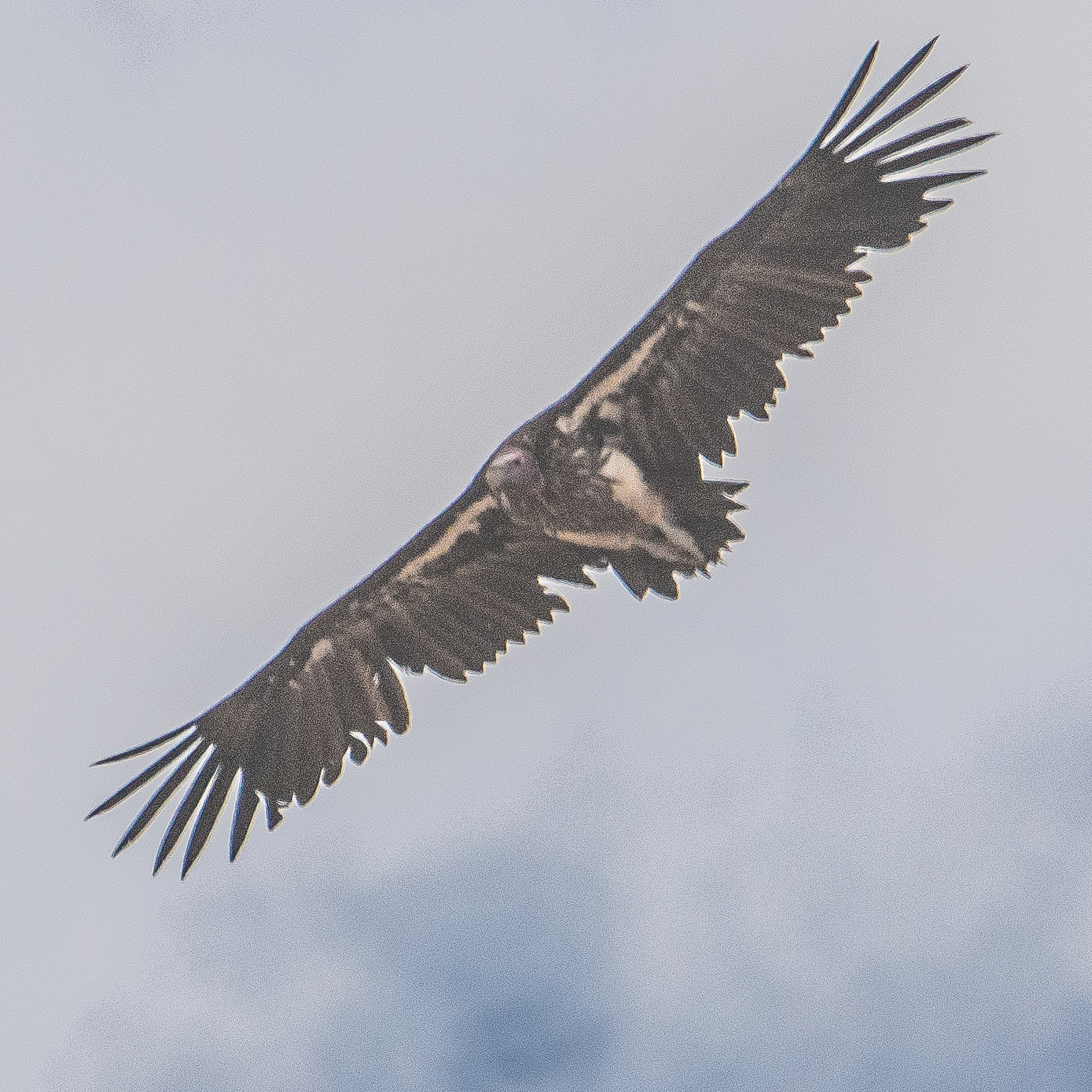 Vautour oricou (Lappet faced vulture, Torgos tracheliotos), adulte planant à la recherche de charognes, Vallée de l'Hoanib, Namibie.